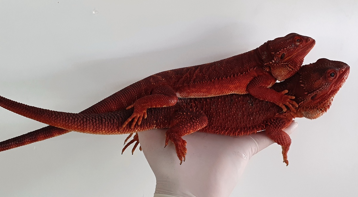 monster pair